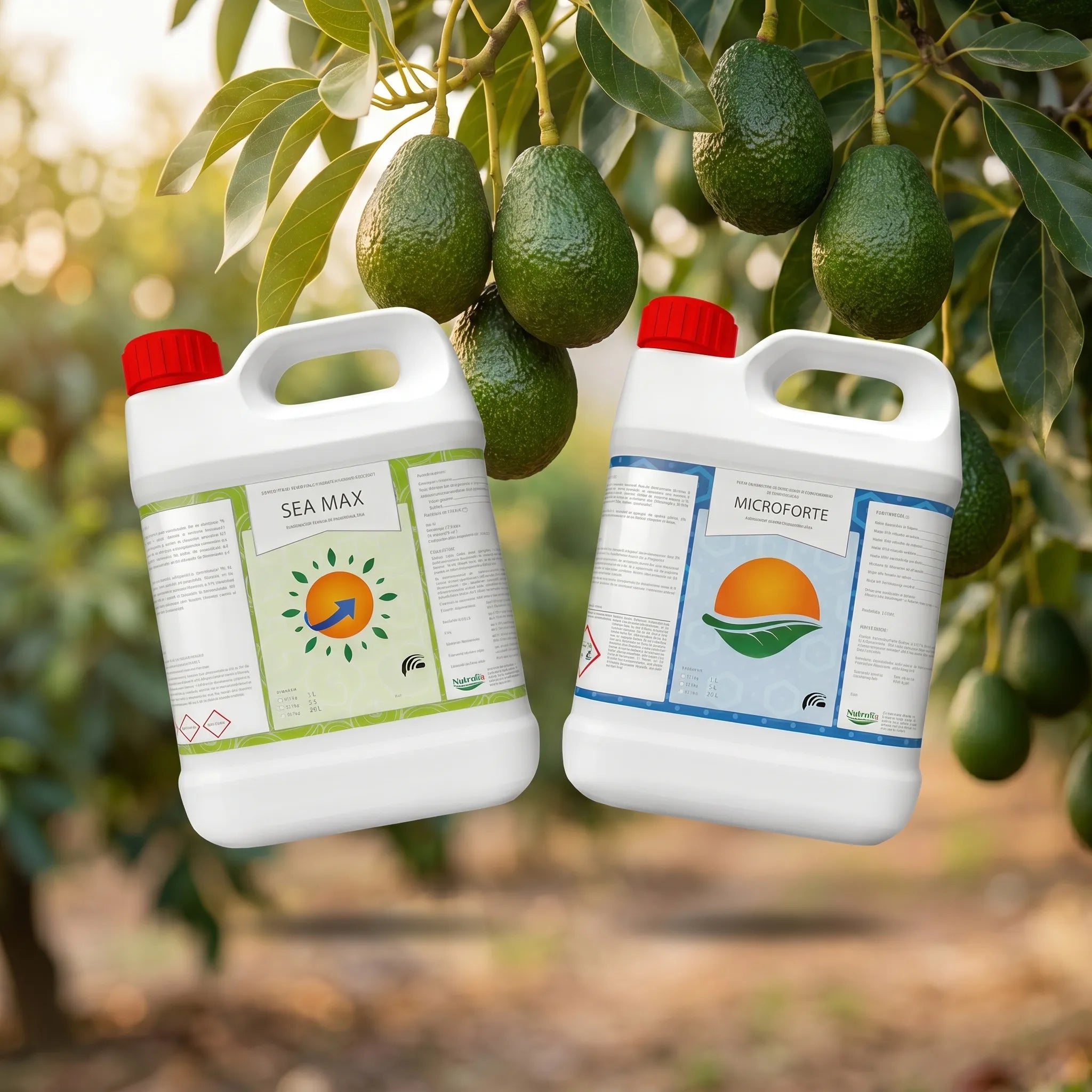 Pack Aguacate - Programa de floración y fructificación