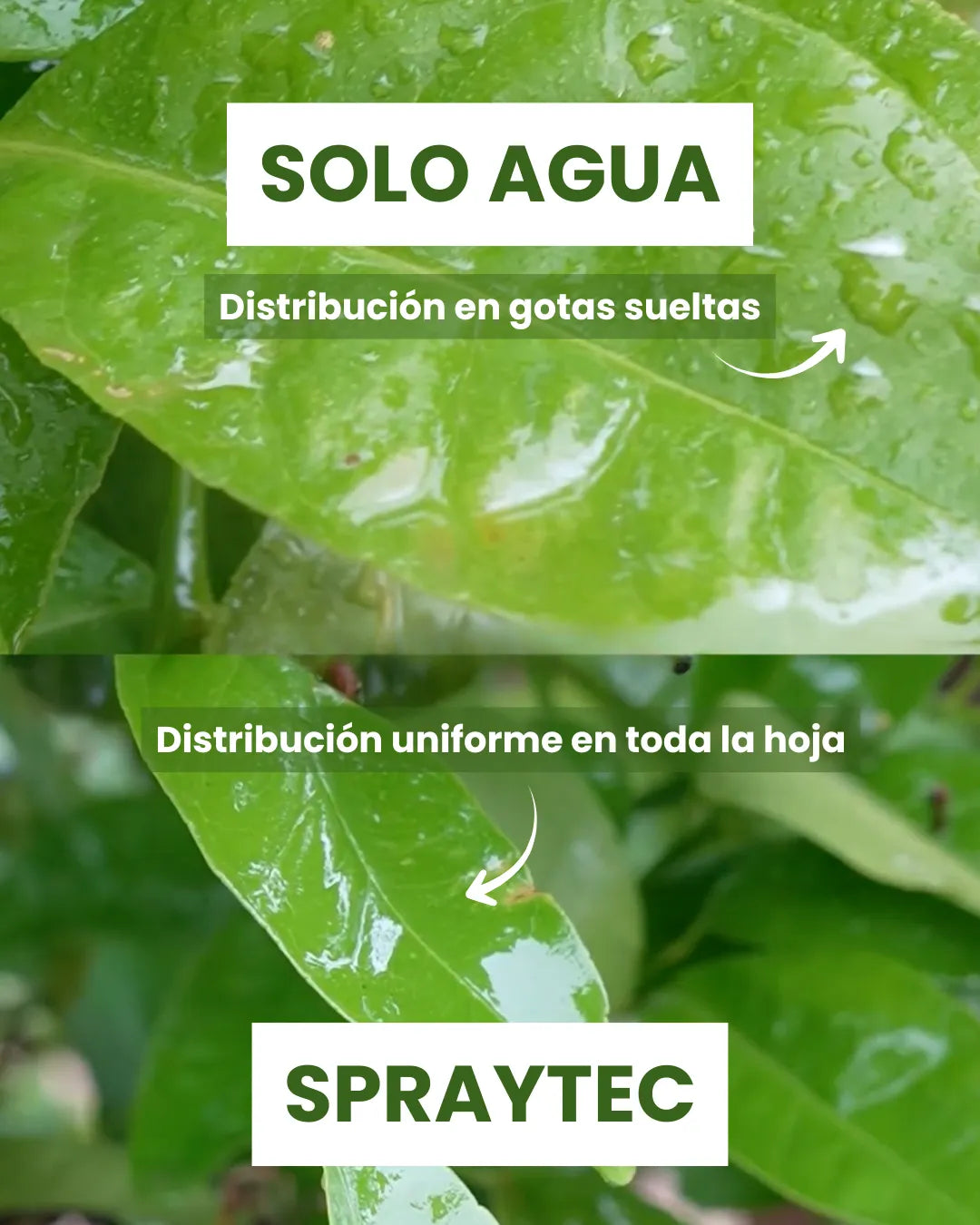Pack Spraytec + Caltion Bor